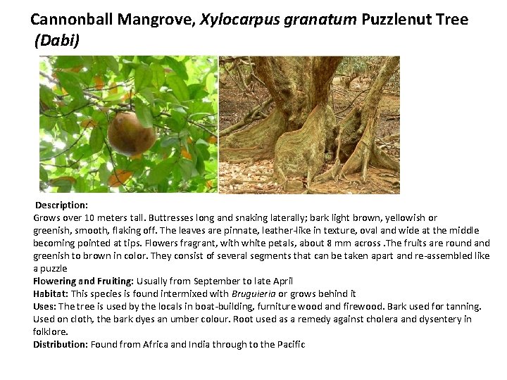 Cannonball Mangrove, Xylocarpus granatum Puzzlenut Tree (Dabi) Description: Grows over 10 meters tall. Buttresses