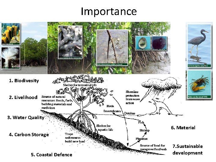 Importance 1. Biodivesity 2. Livelihood 3. Water Quality 6. Material 4. Carbon Storage 5.