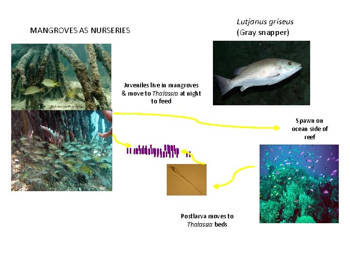 Lutjanus griseus (Gray snapper) MANGROVES AS NURSERIES Juveniles live in mangroves & move to