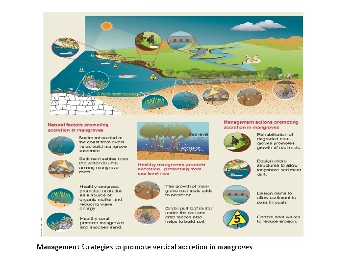 Management Strategies to promote vertical accretion in mangroves 