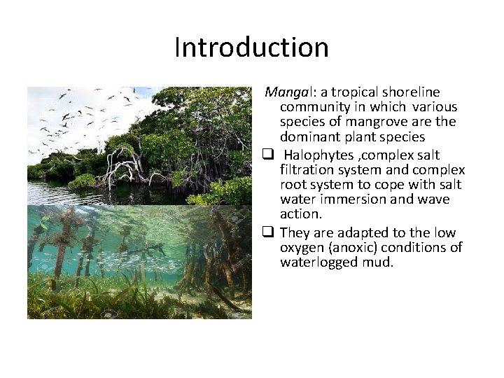 Introduction Mangrove Mangal: a tropical shoreline community in which various species of mangrove are