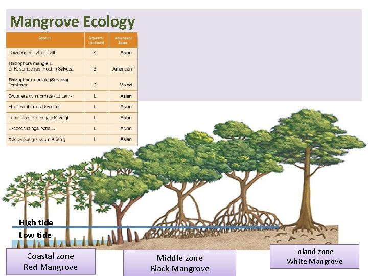 Mangrove Ecology High tide Low tide Coastal zone Red Mangrove Middle zone Black Mangrove