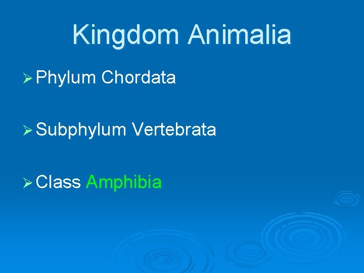 Kingdom Animalia Ø Phylum Chordata Ø Subphylum Vertebrata Ø Class Amphibia 