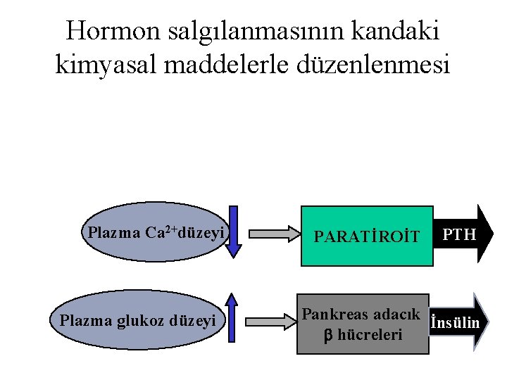 Hormon salgılanmasının kandaki kimyasal maddelerle düzenlenmesi Plazma Ca 2+düzeyi Plazma glukoz düzeyi PARATİROİT PTH