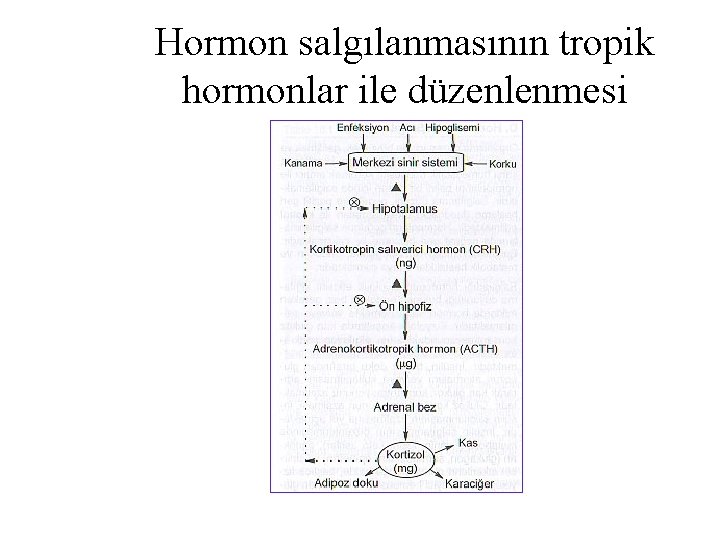 Hormon salgılanmasının tropik hormonlar ile düzenlenmesi 