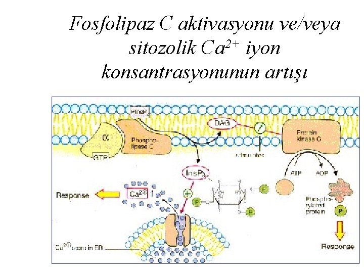 Fosfolipaz C aktivasyonu ve/veya sitozolik Ca 2+ iyon konsantrasyonunun artışı 