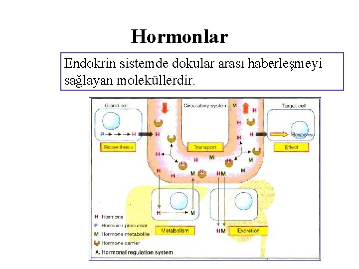 Hormonlar Endokrin sistemde dokular arası haberleşmeyi sağlayan moleküllerdir. 