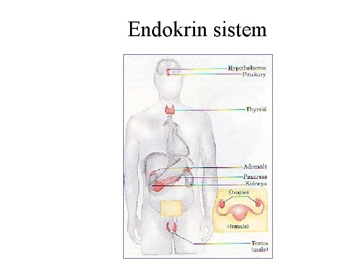 Endokrin sistem 