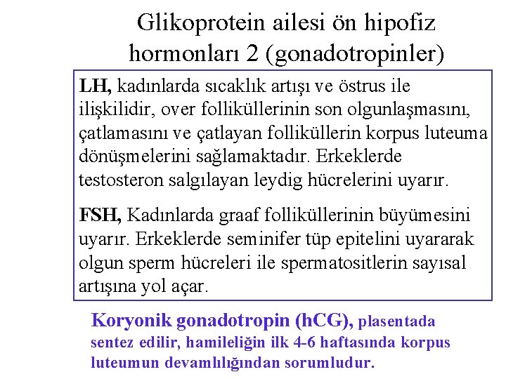 Glikoprotein ailesi ön hipofiz hormonları 2 (gonadotropinler) LH, kadınlarda sıcaklık artışı ve östrus ile