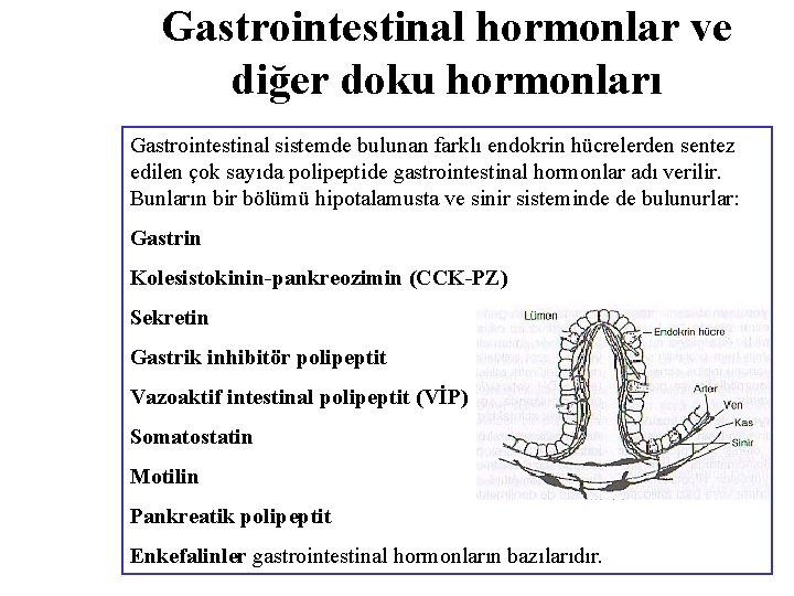 Gastrointestinal hormonlar ve diğer doku hormonları Gastrointestinal sistemde bulunan farklı endokrin hücrelerden sentez edilen