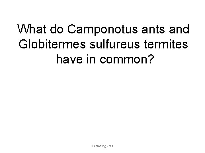 What do Camponotus ants and Globitermes sulfureus termites have in common? Exploding Ants 