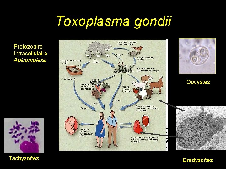 Toxoplasma gondii Protozoaire Intracellulaire Apicomplexa Oocystes Tachyzoïtes Bradyzoïtes 