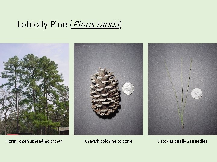 Loblolly Pine (Pinus taeda) Form: open spreading crown Grayish coloring to cone 3 (occasionally