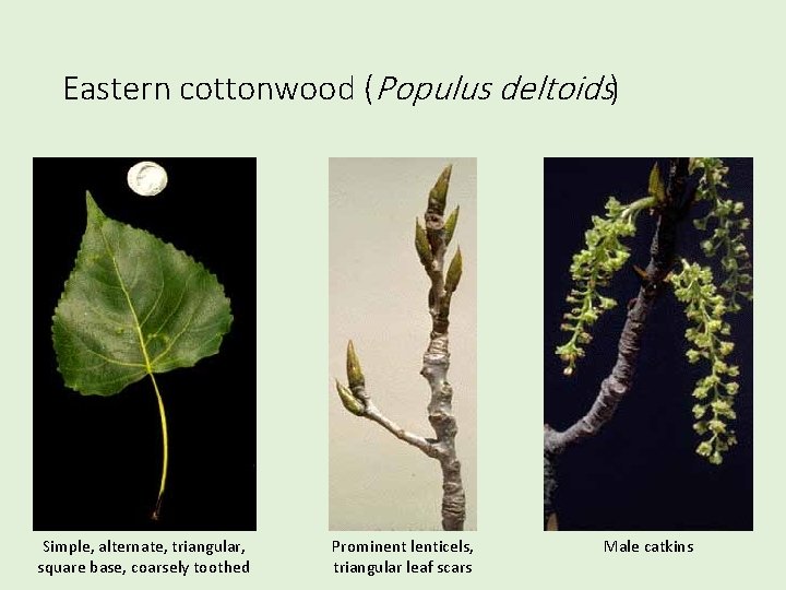 Eastern cottonwood (Populus deltoids) Simple, alternate, triangular, square base, coarsely toothed Prominent lenticels, triangular