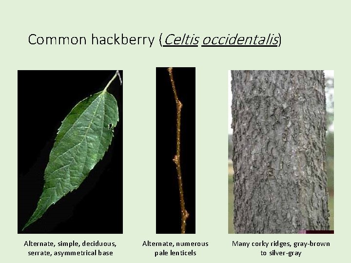 Common hackberry (Celtis occidentalis) Alternate, simple, deciduous, serrate, asymmetrical base Alternate, numerous pale lenticels