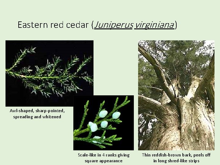 Eastern red cedar (Juniperus virginiana ) Awl-shaped, sharp-pointed, spreading and whitened Scale-like in 4