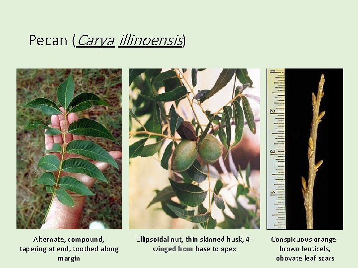 Pecan (Carya illinoensis) Alternate, compound, tapering at end, toothed along margin Ellipsoidal nut, thin