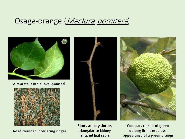 Osage-orange (Maclura pomifera) Alternate, simple, oval-pointed Broad rounded interlacing ridges Short axillary thorns, triangular