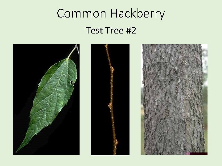 Common Hackberry Test Tree #2 