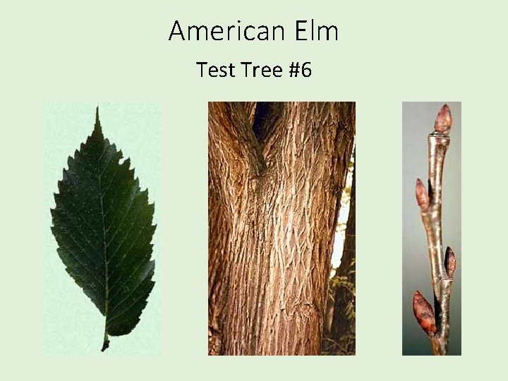 American Elm Test Tree #6 