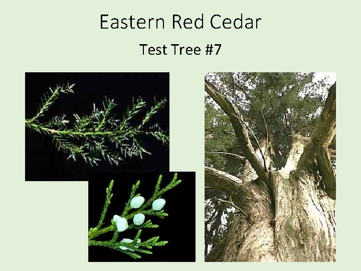 Eastern Red Cedar Test Tree #7 