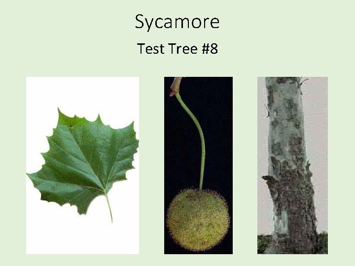 Sycamore Test Tree #8 