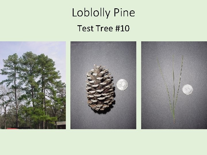 Loblolly Pine Test Tree #10 