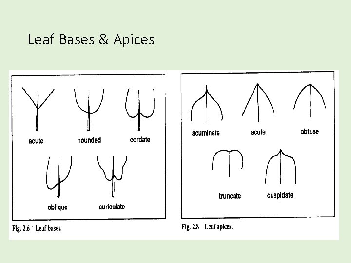Leaf Bases & Apices 