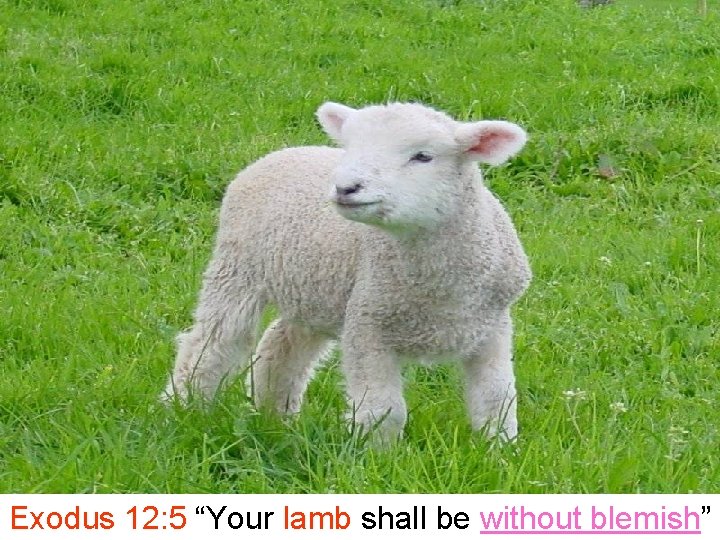 Topic 4 The Bible And The Sanctuary The