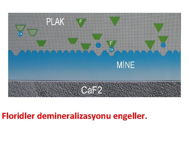 Floridler demineralizasyonu engeller. 