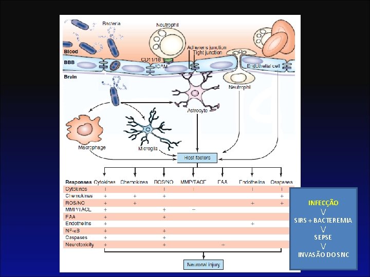 INFECÇÃO / SIRS + BACTEREMIA / SEPSE / INVASÃO DO SNC 