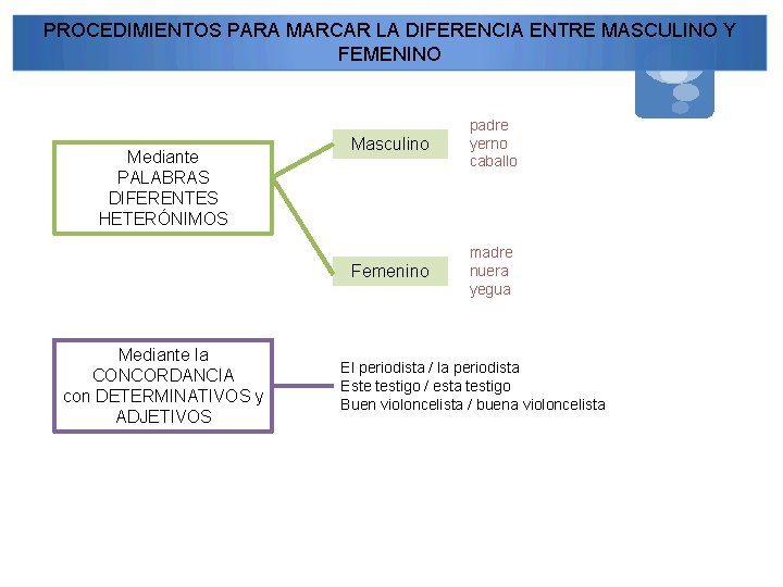 PROCEDIMIENTOS PARA MARCAR LA DIFERENCIA ENTRE MASCULINO Y FEMENINO Mediante PALABRAS DIFERENTES HETERÓNIMOS Mediante