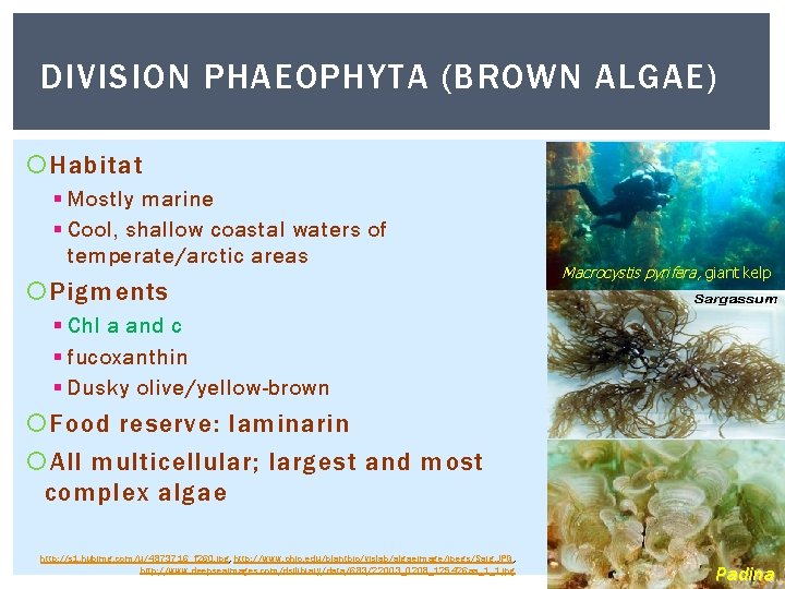 DIVISION PHAEOPHYTA (BROWN ALGAE) Habitat § Mostly marine § Cool, shallow coastal waters of DIVISION PHAEOPHYTA (BROWN ALGAE) Habitat § Mostly marine § Cool, shallow coastal waters of