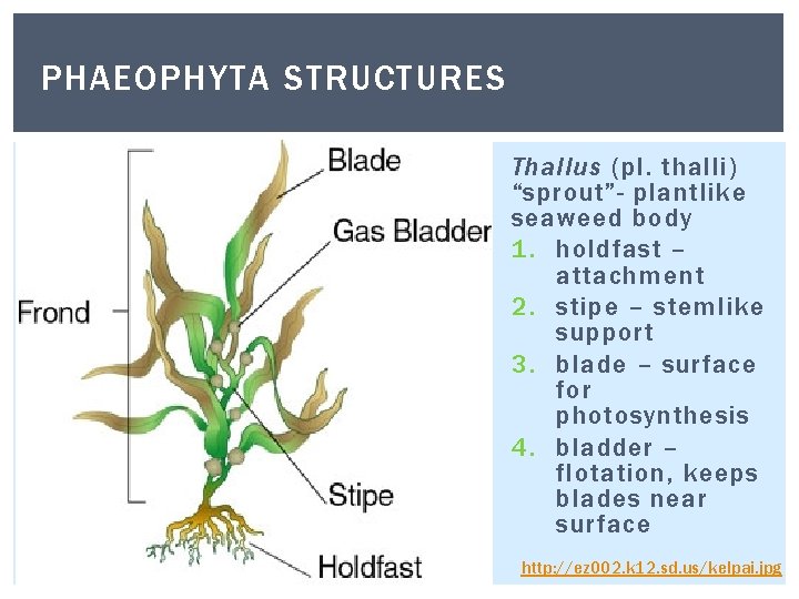 PHAEOPHYTA STRUCTURES Thallus (pl. thalli) “sprout”- plantlike seaweed body 1. holdfast – attachment 2. PHAEOPHYTA STRUCTURES Thallus (pl. thalli) “sprout”- plantlike seaweed body 1. holdfast – attachment 2.