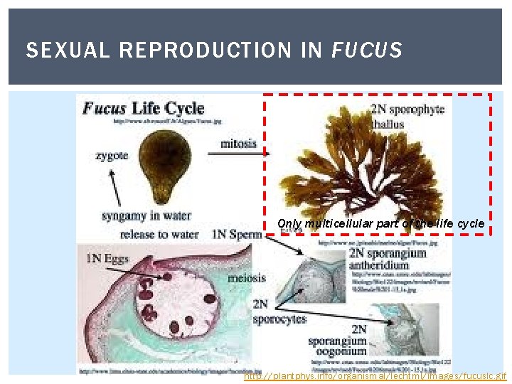 SEXUAL REPRODUCTION IN FUCUS Only multicellular part of the life cycle http: //plantphys. info/organismal/lechtml/images/fucuslc. SEXUAL REPRODUCTION IN FUCUS Only multicellular part of the life cycle http: //plantphys. info/organismal/lechtml/images/fucuslc.