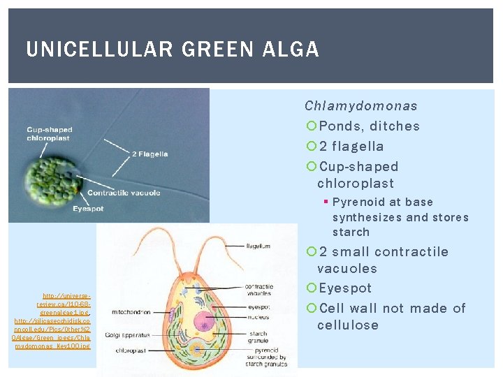 UNICELLULAR GREEN ALGA Chlamydomonas Ponds, ditches 2 flagella Cup-shaped chloroplast § Pyrenoid at base UNICELLULAR GREEN ALGA Chlamydomonas Ponds, ditches 2 flagella Cup-shaped chloroplast § Pyrenoid at base