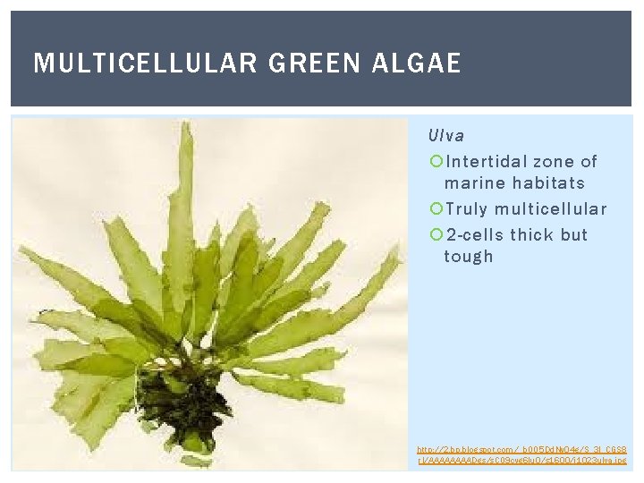 MULTICELLULAR GREEN ALGAE Ulva Intertidal zone of marine habitats Truly multicellular 2 -cells thick MULTICELLULAR GREEN ALGAE Ulva Intertidal zone of marine habitats Truly multicellular 2 -cells thick