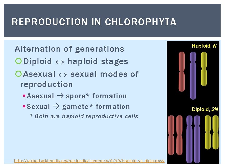 REPRODUCTION IN CHLOROPHYTA Alternation of generations Diploid haploid stages Asexual modes of reproduction § REPRODUCTION IN CHLOROPHYTA Alternation of generations Diploid haploid stages Asexual modes of reproduction §