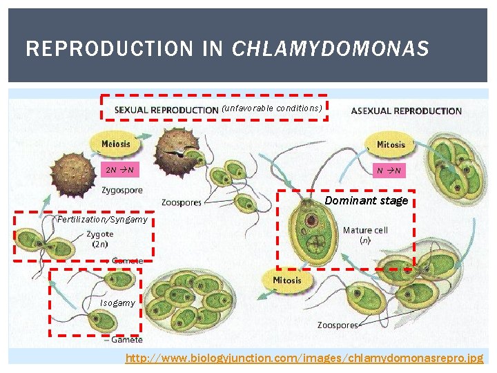 REPRODUCTION IN CHLAMYDOMONAS (unfavorable conditions) 2 N N N N Dominant stage Fertilization/Syngamy Isogamy REPRODUCTION IN CHLAMYDOMONAS (unfavorable conditions) 2 N N N N Dominant stage Fertilization/Syngamy Isogamy
