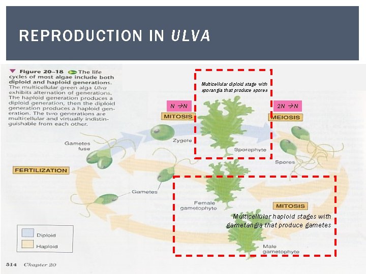 REPRODUCTION IN ULVA Multicellular diploid stage with sporangia that produce spores N N 2 REPRODUCTION IN ULVA Multicellular diploid stage with sporangia that produce spores N N 2