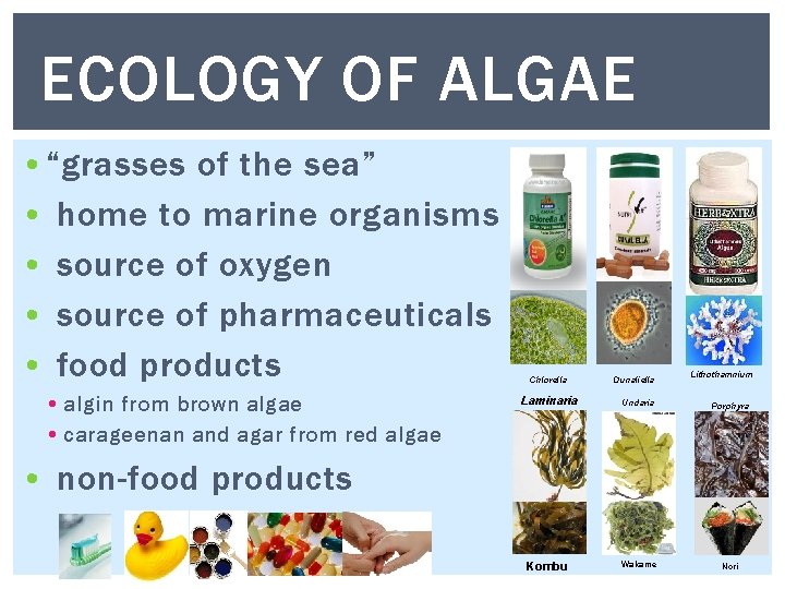 ECOLOGY OF ALGAE • “grasses of the sea” • home to marine organisms • ECOLOGY OF ALGAE • “grasses of the sea” • home to marine organisms •