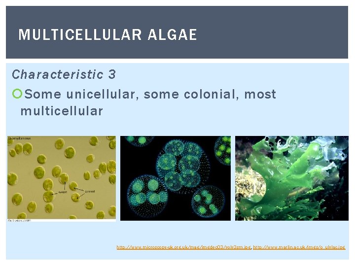 MULTICELLULAR ALGAE Characteristic 3 Some unicellular, some colonial, most multicellular http: //www. microscopy-uk. org. MULTICELLULAR ALGAE Characteristic 3 Some unicellular, some colonial, most multicellular http: //www. microscopy-uk. org.