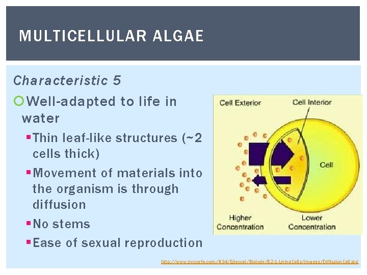 MULTICELLULAR ALGAE Characteristic 5 Well-adapted to life in water § Thin leaf-like structures (~2 MULTICELLULAR ALGAE Characteristic 5 Well-adapted to life in water § Thin leaf-like structures (~2