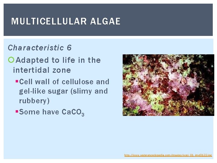 MULTICELLULAR ALGAE Characteristic 6 Adapted to life in the intertidal zone § Cell wall MULTICELLULAR ALGAE Characteristic 6 Adapted to life in the intertidal zone § Cell wall
