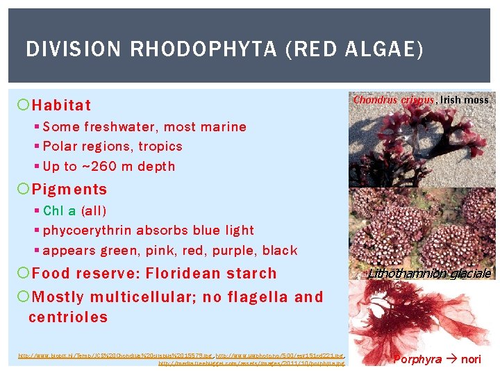 DIVISION RHODOPHYTA (RED ALGAE) Habitat Chondrus crispus, Irish moss § Some freshwater, most marine DIVISION RHODOPHYTA (RED ALGAE) Habitat Chondrus crispus, Irish moss § Some freshwater, most marine