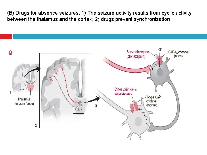(B) Drugs for absence seizures: 1) The seizure activity results from cyclic activity between