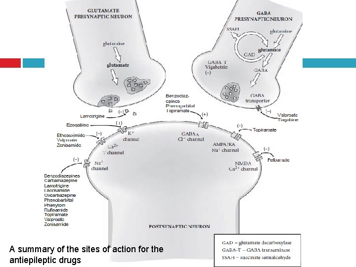 A summary of the sites of action for the antiepileptic drugs 