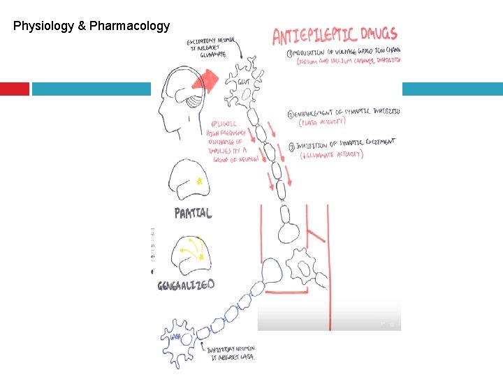 Physiology & Pharmacology 