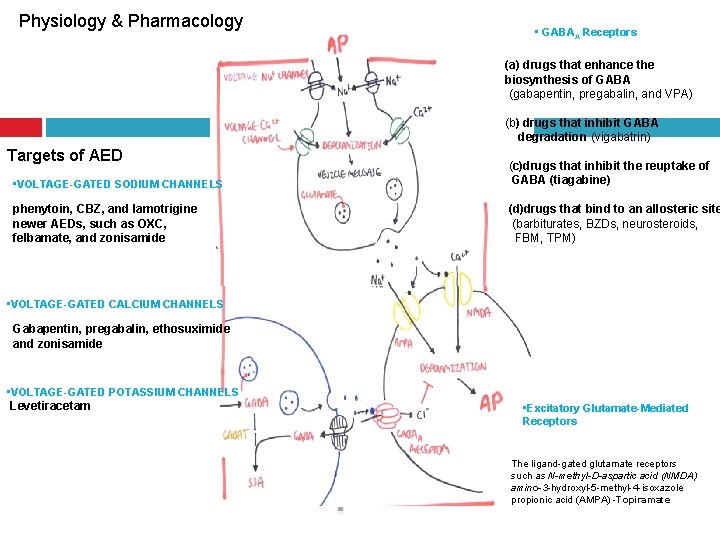 Physiology & Pharmacology • GABAA Receptors (a) drugs that enhance the biosynthesis of GABA