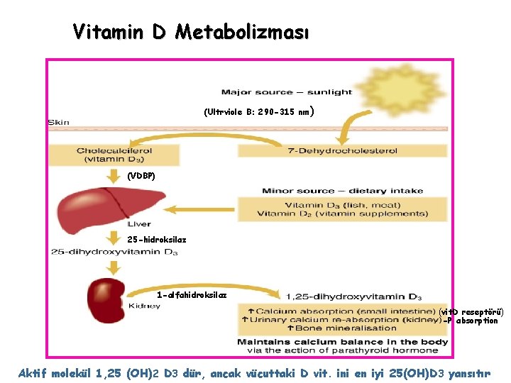 Vitamin D Metabolizması (Ultrviole B: 290 -315 nm ) (VDBP) 25 -hidroksilaz 1 -alfahidroksilaz